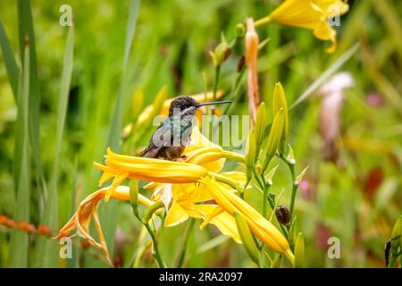 Belle petite gorge d'étoile à rayures perchée sur une fleur jaune, parc naturel de Caraca, Minas Gerais, Brésil Banque D'Images