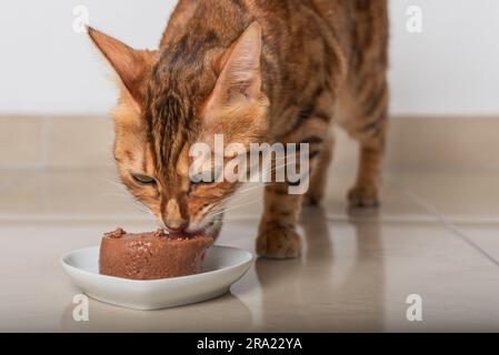 Le chat du Bengale mange sa nourriture sous forme de pate. Mise au point sélective. Banque D'Images