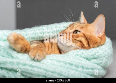 Gros plan d'un chat domestique allongé dans un chandail. Banque D'Images