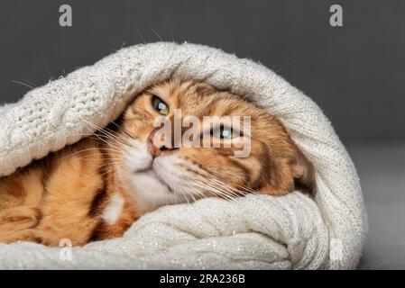 Gros plan d'un chat domestique allongé dans un chandail. Banque D'Images