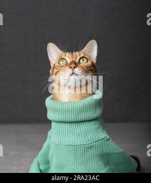 Chat domestique dans un pull chaud. Saison de chauffage. Banque D'Images