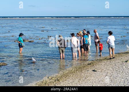 Promenade guidée sur le récif à marée basse, Lagoon Beach, Lady Elliot Island Eco Resort, Queensland, Australie Banque D'Images