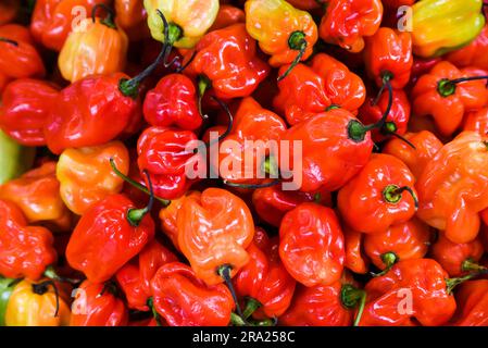 Poivrons rouges sur le marché. Banque D'Images