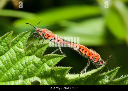 Bug cannelle Banque D'Images