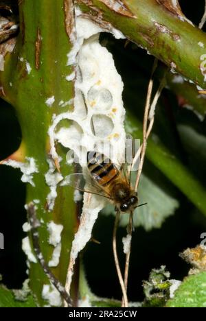 Abeille après SwARM est parti Banque D'Images