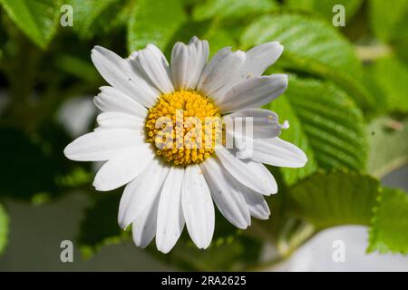 LEUCANTHEMUM VULGARE communément appelé la Marguerite Ox-eye Banque D'Images