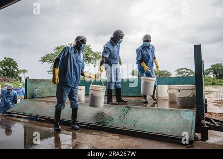 (230630) -- KWALE, 30 juin 2023 (Xinhua) -- les travailleurs se préparent à apporter des anchois frais à l'usine de transformation de Kwale, au Kenya, au 22 juin 2023. Le premier lot de produits d'anchois sauvages du Kenya a fait ses débuts à la troisième édition de l'exposition économique et commerciale Chine-Afrique le jeudi.Credit: Xinhua/Alamy Live News Banque D'Images