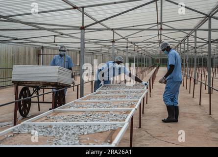 (230630) -- KWALE, 30 juin 2023 (Xinhua) -- les travailleurs sèchent les anchois à Kwale, Kenya, 22 juin 2023. Le premier lot de produits d'anchois sauvages du Kenya a fait ses débuts à la troisième édition de l'exposition économique et commerciale Chine-Afrique, jeudi, Afrique. Selon les statistiques douanières, les exportations agricoles africaines vers la Chine ont augmenté rapidement ces dernières années, et la Chine est maintenant devenue le Credit: Xinhua/Alamy Live News Banque D'Images