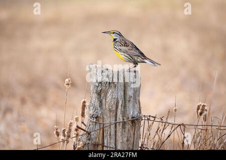 Meadowlark de l'est perché sur un poste en bois au printemps à Ottawa, Canada Banque D'Images