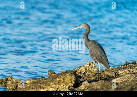 Aigrette de récif oriental (Egretta sacra) traquant de petits poissons dans les eaux peu profondes, Lady Elliot Island, Queensland, Australie Banque D'Images