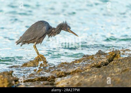 Aigrette de récif oriental (Egretta sacra) secouant l'eau des plumes, Lady Elliot Island, Queensland, Australie Banque D'Images