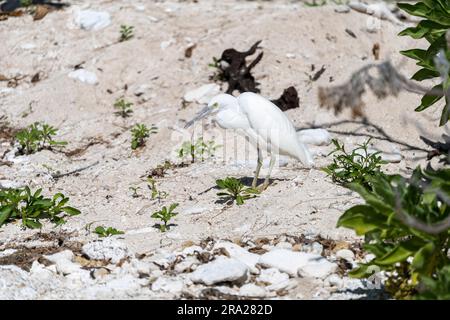 Aigrette de récif oriental (Egretta sacra) debout sur la plage, Lady Elliot Island, Grande Barrière de corail, Queensland, Australie Banque D'Images