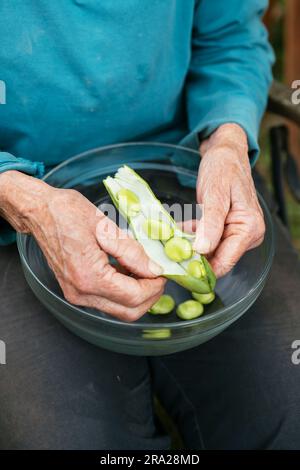 Femme gousses de haricots fava fraîchement récoltés (Vicia faba) Banque D'Images