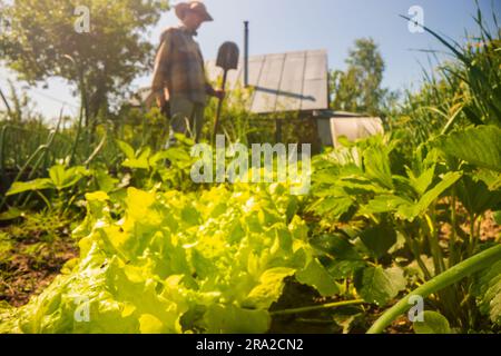Le fermier se tient avec une pelle dans le jardin de la ferme. Concept de jardinage. Travaux agricoles sur la plantation Banque D'Images