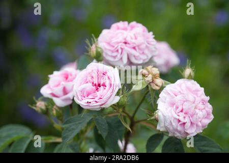 Double rose fleurs d'été de roses arbustives Rosa Königin von Dänemark dans le jardin britannique juin Banque D'Images