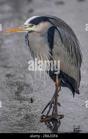 Vue rapprochée d'un oiseau sauvage de héron gris britannique (Ardea cinerea) se tenant isolé sur un étang gelé. Banque D'Images