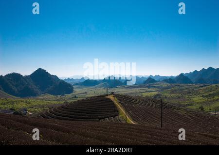 Colline du thé dans MOC Chau Banque D'Images