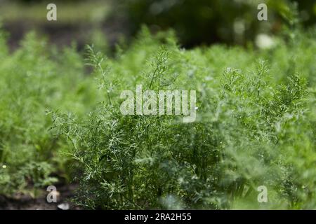Aneth frais poussant sur le potager Banque D'Images