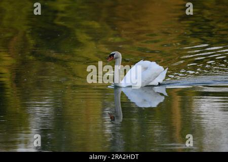 Un majestueux cygne blanc glisse paisiblement sur un plan d'eau paisible Banque D'Images