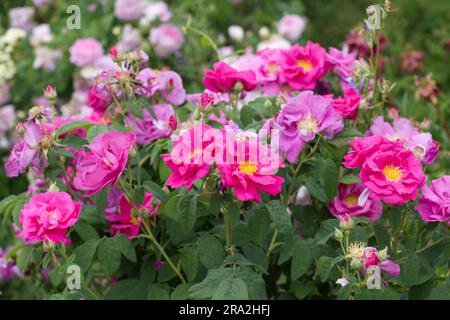 Fleurs rose vif de rosé de gallica Rosa gallica officinalis dans le jardin britannique juin Banque D'Images