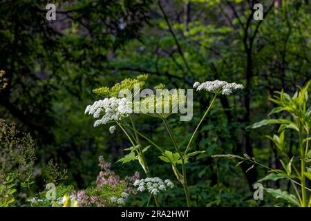 Le panais de vache américain (maximum de Heracleum) est également connu sous le nom de céleri Satan, céleri indien, rhubarbe indienne ou pucki. Originaire d'Amérique du Nord. Banque D'Images