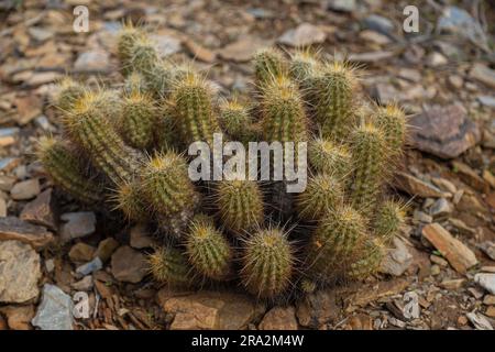 Un grand cactus saguaro croissant dans un paysage désertique, avec une multitude de petites fleurs jaunes qui fleurissent sur ses branches épineuses Banque D'Images