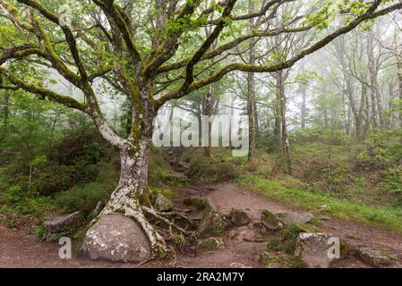 France, Tarn, Lacrouzette, Parc naturel régional du Haut Languedoc, plateau de granit de Sidobre Banque D'Images