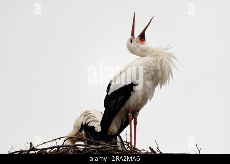 France, Meurthe et Moselle, pays de Saintois, Haroué, cigogne blanche (Ciconia ciconia) crépitant dans son nid sur le château de Haroué Banque D'Images