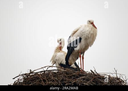 France, Meurthe et Moselle, pays de Saintois, Haroué, ciconques blanches (Ciconia ciconia) dans son nid sur le château de Haroué Banque D'Images