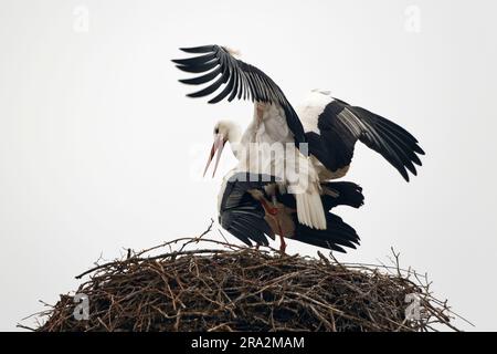 France, Meurthe et Moselle, pays de Saintois, Haroué, accouplement des Storiks blancs (Ciconia ciconia) dans leur nid sur le château de Haroué Banque D'Images