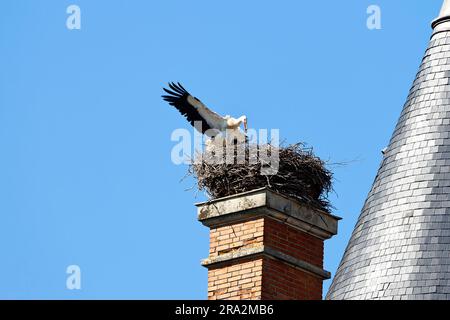 France, Meurthe et Moselle, pays de Saintois, Haroué, Storks blancs (Ciconia ciconia) ramenant la matière organique pour faire son nid sur le château de Haroué (vue aérienne) Banque D'Images