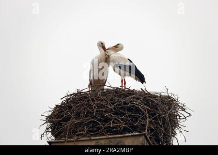 France, Meurthe et Moselle, pays de Saintois, Haroué, ciconques blanches (Ciconia ciconia) dans son nid sur le château de Haroué Banque D'Images