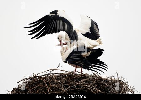 France, Meurthe et Moselle, pays de Saintois, Haroué, accouplement des Storiks blancs (Ciconia ciconia) dans leur nid sur le château de Haroué Banque D'Images