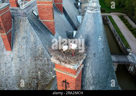 France, Meurthe et Moselle, Saintois, Haroué, cigogne blanche (Ciconia ciconia) couvant dans son nid sur le château de Haroué (vue aérienne) Banque D'Images
