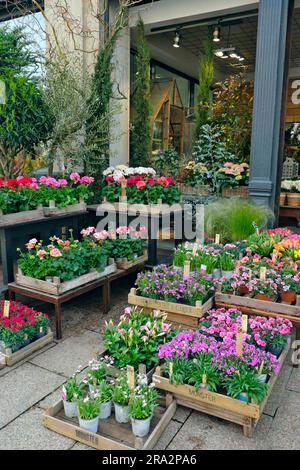 France, territoire de Belfort, Belfort, boulevard Carnot, fleuriste Coquelicot, trottoir, caisses de plantes à fleurs Banque D'Images