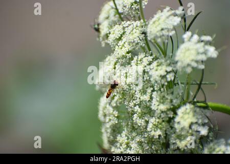 petite guêpe une fleur de carotte blanche Banque D'Images