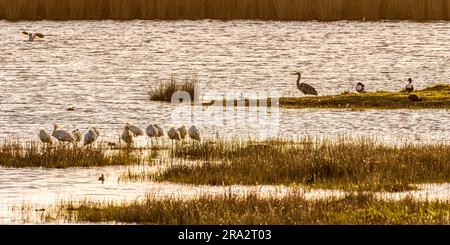 France, somme, Baie de somme, Noyelles-sur-mer, Heron, Shelducks et Spoonbill (Platalea leucorodia - Spoonbill eurasien) dans les marais entourant la baie de la somme Banque D'Images