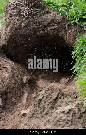 Burrow de Puffin - sol sortant de la burrow de puffin alors qu'un main intérieur le nettoie - Skomer Island, pays de Galles, Royaume-Uni Banque D'Images