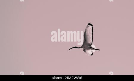 Ibis à tête noire (Threskiornis gris) en vol solitaire (whiteandblack), Italie Banque D'Images