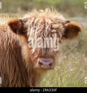 Un adorable veau domestique de Highland Cow dans un pré herbacé. Banque D'Images