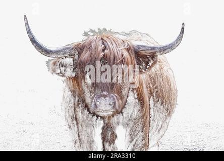 Une version d'esquisse d'un Highland Cow ou Heelan Coo, la plus ancienne race de bétail enregistrée dans le monde, connue sous le nom de doux géants de l'Écosse. Banque D'Images