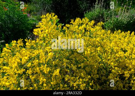 Yellow Genista lydia, jardin, Woadwaxen, Clump-forming, balai lydien Banque D'Images