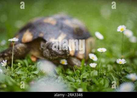 Tortue lors de la marche lente dans l'herbe sur la cour arrière. Vie domestique avec animaux. Banque D'Images