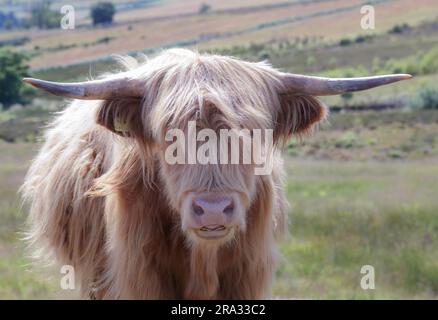 Le Highland Coo ou Heelan Coo est la plus ancienne race de bétail enregistrée au monde, connue sous le nom de doux géants de l'Écosse. Banque D'Images