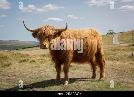 The Highland Cow, la plus ancienne race de bétail enregistrée au monde, connue sous le nom de doux géants de l'Écosse. Banque D'Images