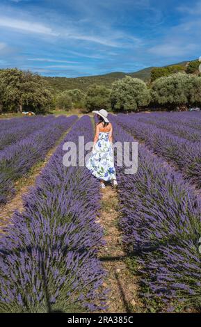 fille avec chapeau de paille blanc se détend au milieu d'un champ de lavande Banque D'Images