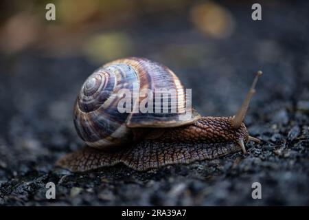 Sur le terrain de l'escargot Banque D'Images