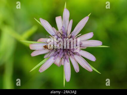 Abeille sur fleur de Calflora Banque D'Images