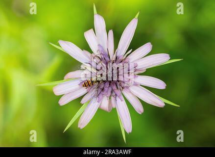 Abeille sur fleur de Calflora Banque D'Images