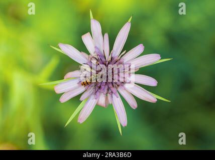 Abeille sur fleur de Calflora Banque D'Images